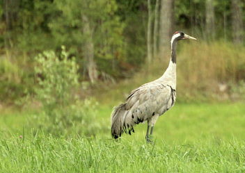 The gallant crane - Kostenloses image #463115